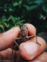 Schistocerca subspurcata