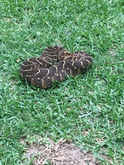 Bitis arietans arietans