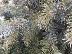Picea omorika