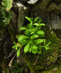 Erigeron oreganus