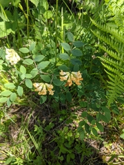 Lathyrus holochlorus