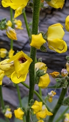 Verbascum dentifolium