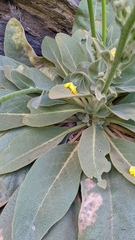 Verbascum dentifolium