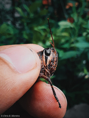 Schistocerca subspurcata