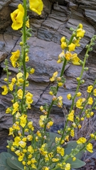 Verbascum dentifolium