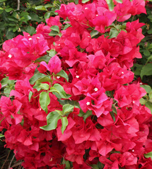 Bougainvillea