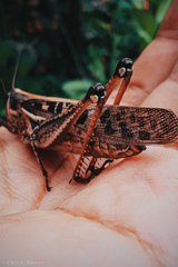 Schistocerca subspurcata
