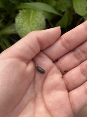 Armadillidium vulgare