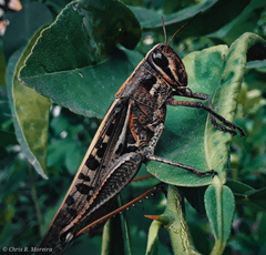 Schistocerca subspurcata