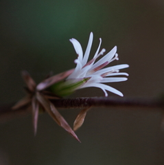 Ainsliaea latifolia