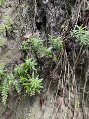 Anaphalioides subrigida