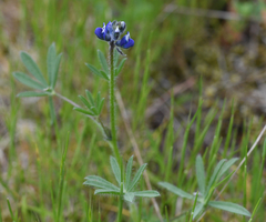 Lupinus polycarpus