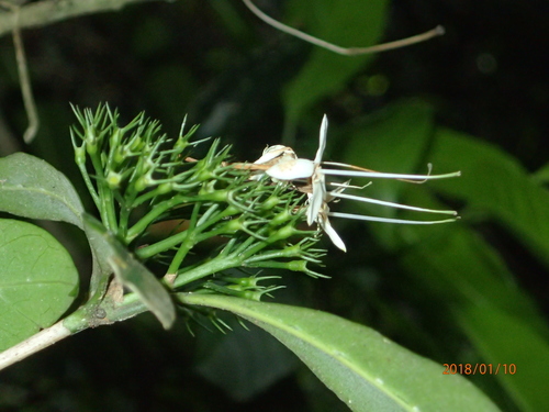 Image of Pavetta capensis by no rights reserved