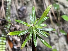 Anaphalioides subrigida