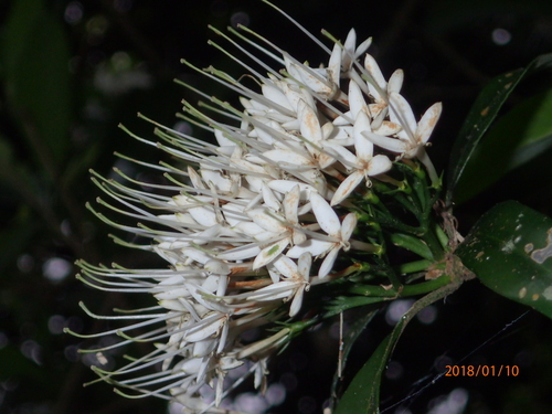 Image of Pavetta capensis by no rights reserved
