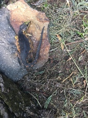 Pseudocordylus melanotus