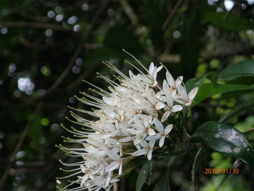 Image of Pavetta capensis by no rights reserved