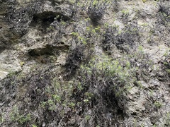 Anaphalioides subrigida