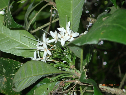 Image of Pavetta capensis by no rights reserved