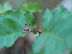 Gammarotettix aesculus