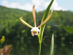 Cleistesiopsis bifaria