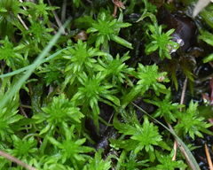 Sphagnum mendocinum