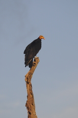 Cathartes melambrotus