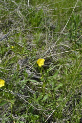 Ranunculus pedatus