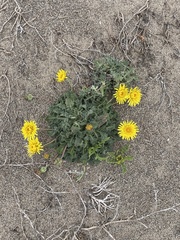 Agoseris apargioides