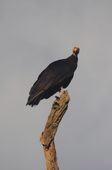 Cathartes melambrotus