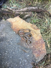 Psammophis crucifer