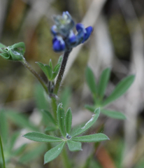 Lupinus polycarpus