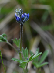 Lupinus polycarpus