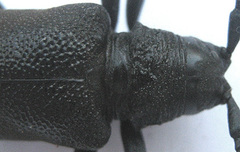 Ceroplesis ferrugator