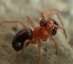 Pelecopsis bucephala