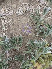 Lupinus tidestromii