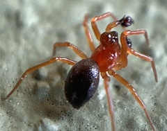 Pelecopsis bucephala