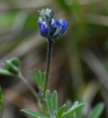 Lupinus polycarpus