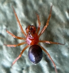 Pelecopsis bucephala