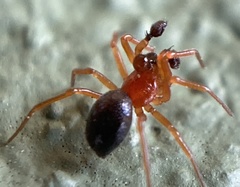 Pelecopsis bucephala