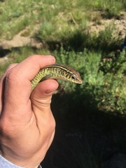 Gerrhosaurus flavigularis