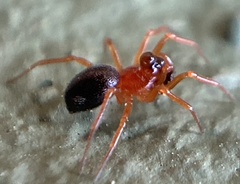 Pelecopsis bucephala