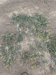 Lupinus tidestromii