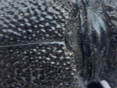 Ceroplesis ferrugator