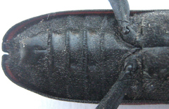 Ceroplesis ferrugator