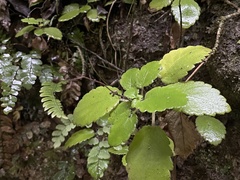 Jovellana sinclairii