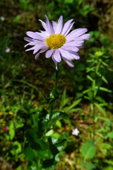 Erigeron howellii