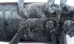 Ceroplesis ferrugator