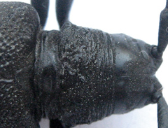 Ceroplesis ferrugator