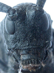 Ceroplesis ferrugator